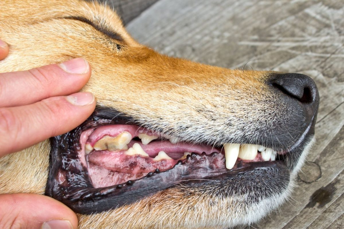 Premium Dental Snacks gegen Mundgeruch und Zahnstein beim Hund