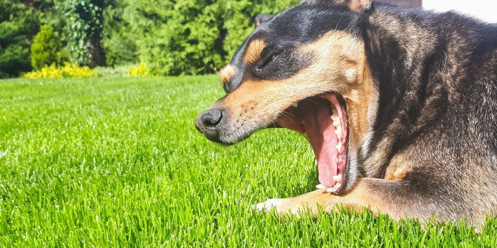 Mundgeruch und Zahnstein beim Hund Gesunde Vierbeiner