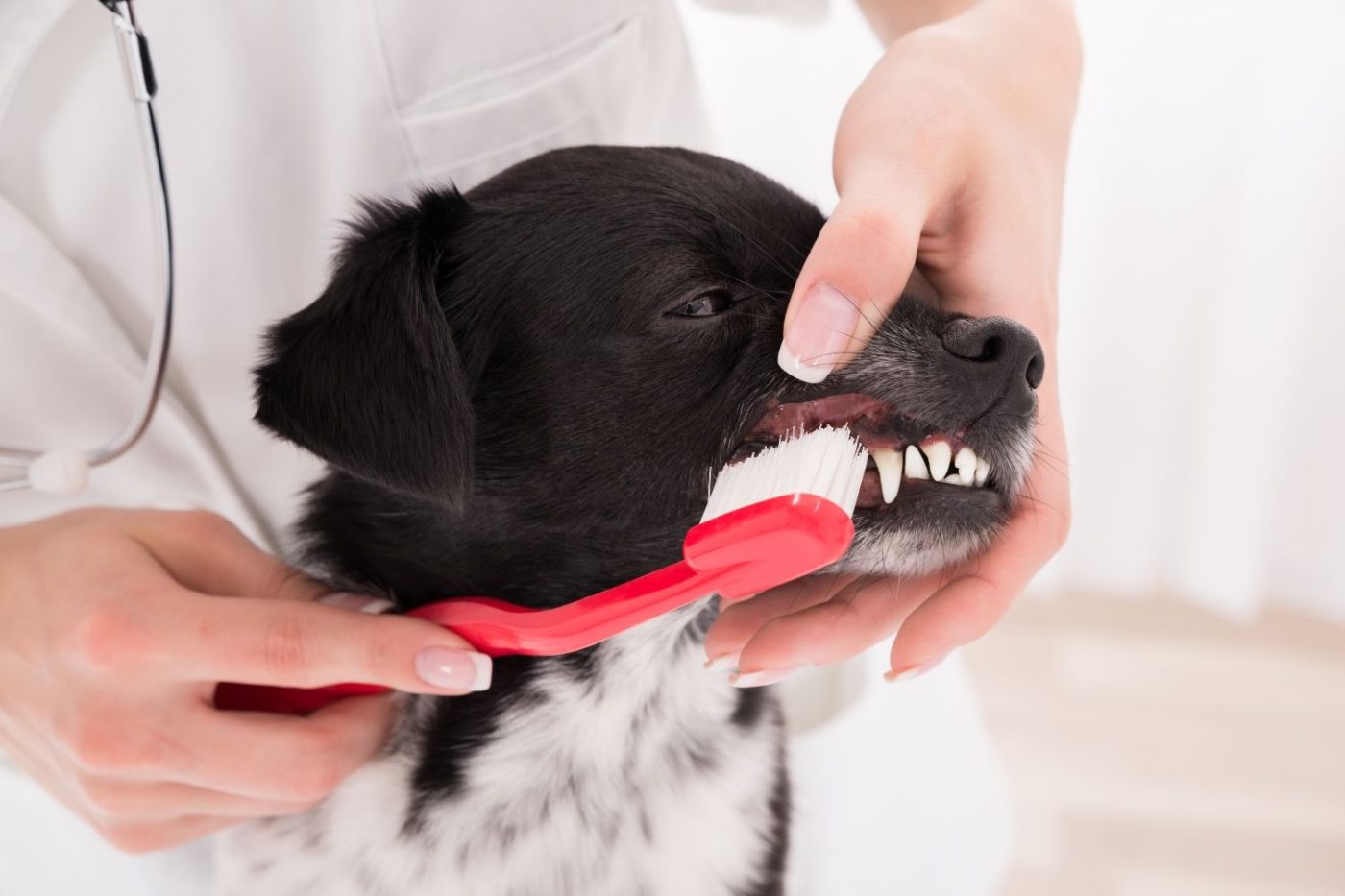 Premium Dental Snacks gegen Mundgeruch und Zahnstein beim Hund