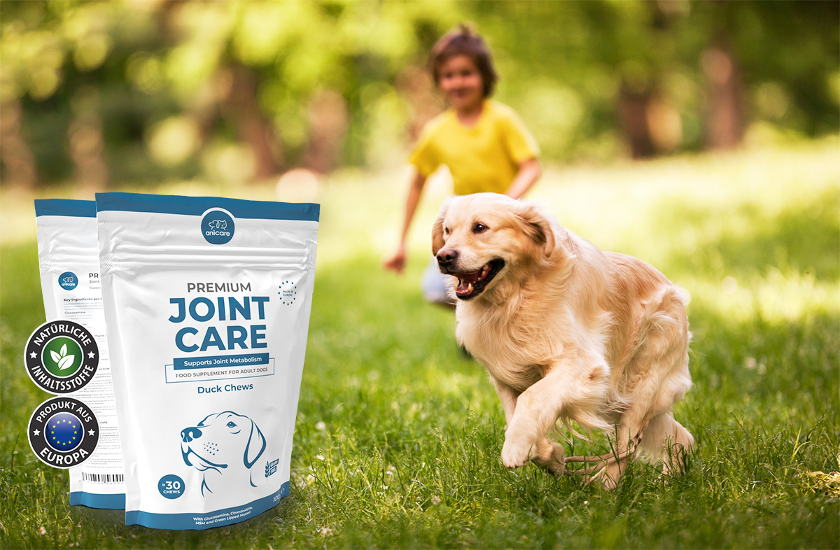 Golden Retriever läuft mit einem Jungen auf grüner Wiese in Richtung einer Packung Premium Joint Care von Anicare