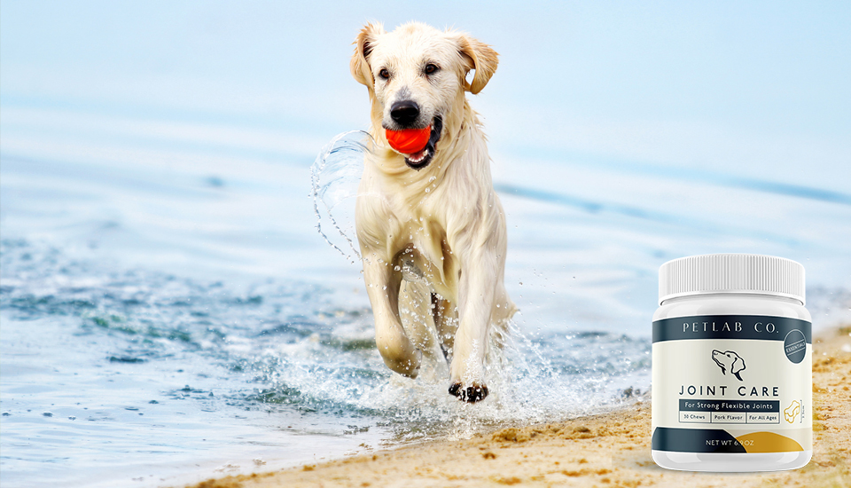 HUnd mit Ball im Maul kommt aus Wasser