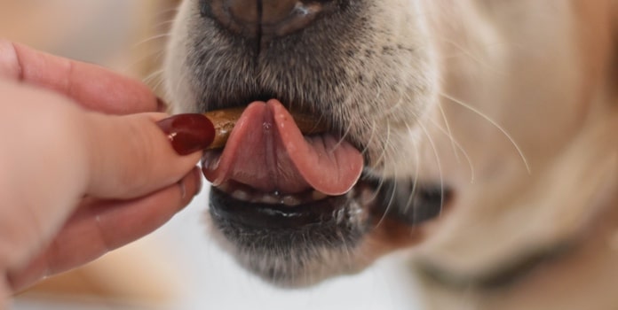 Hund frisst Snack