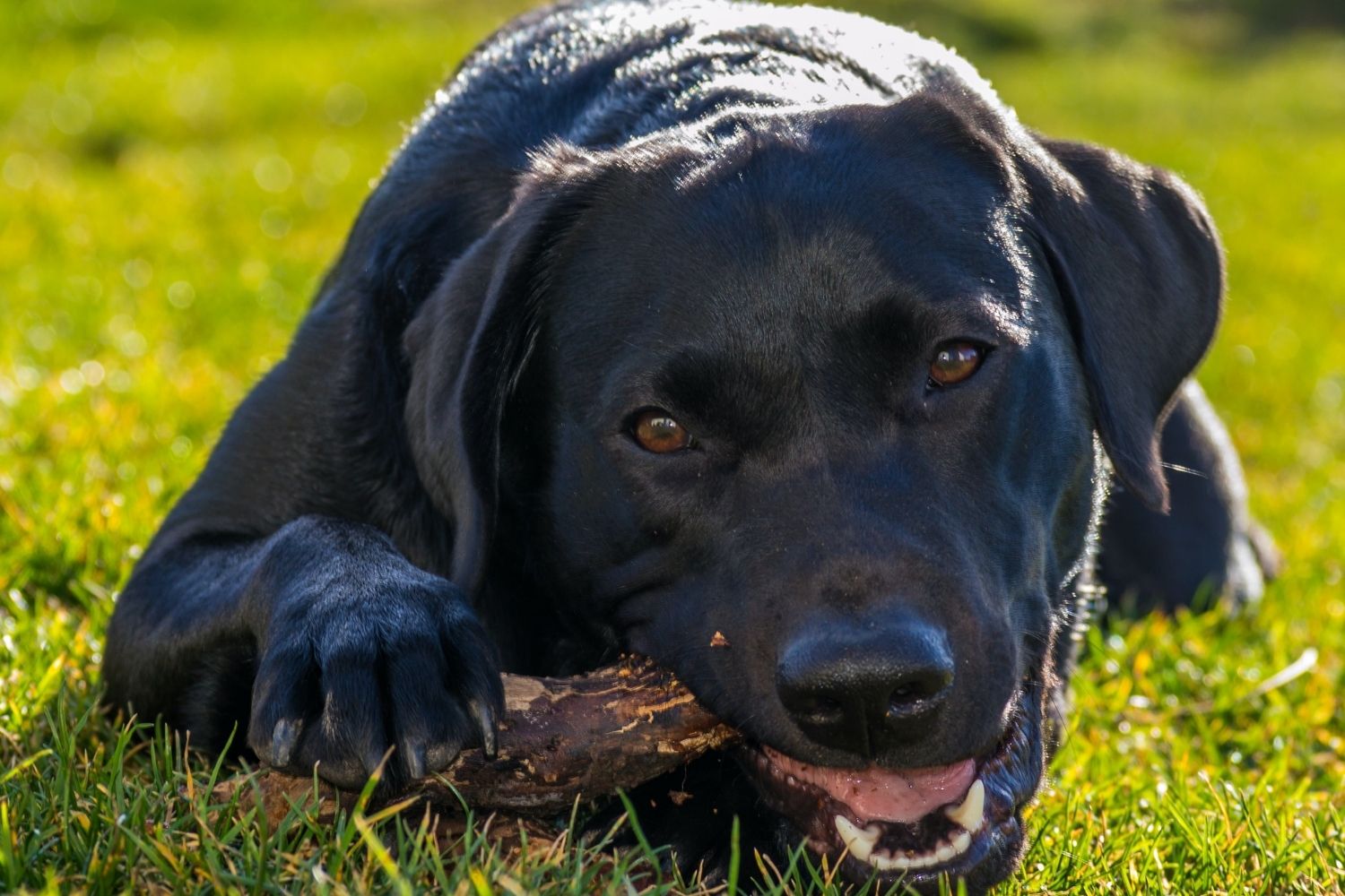 Hund frisst