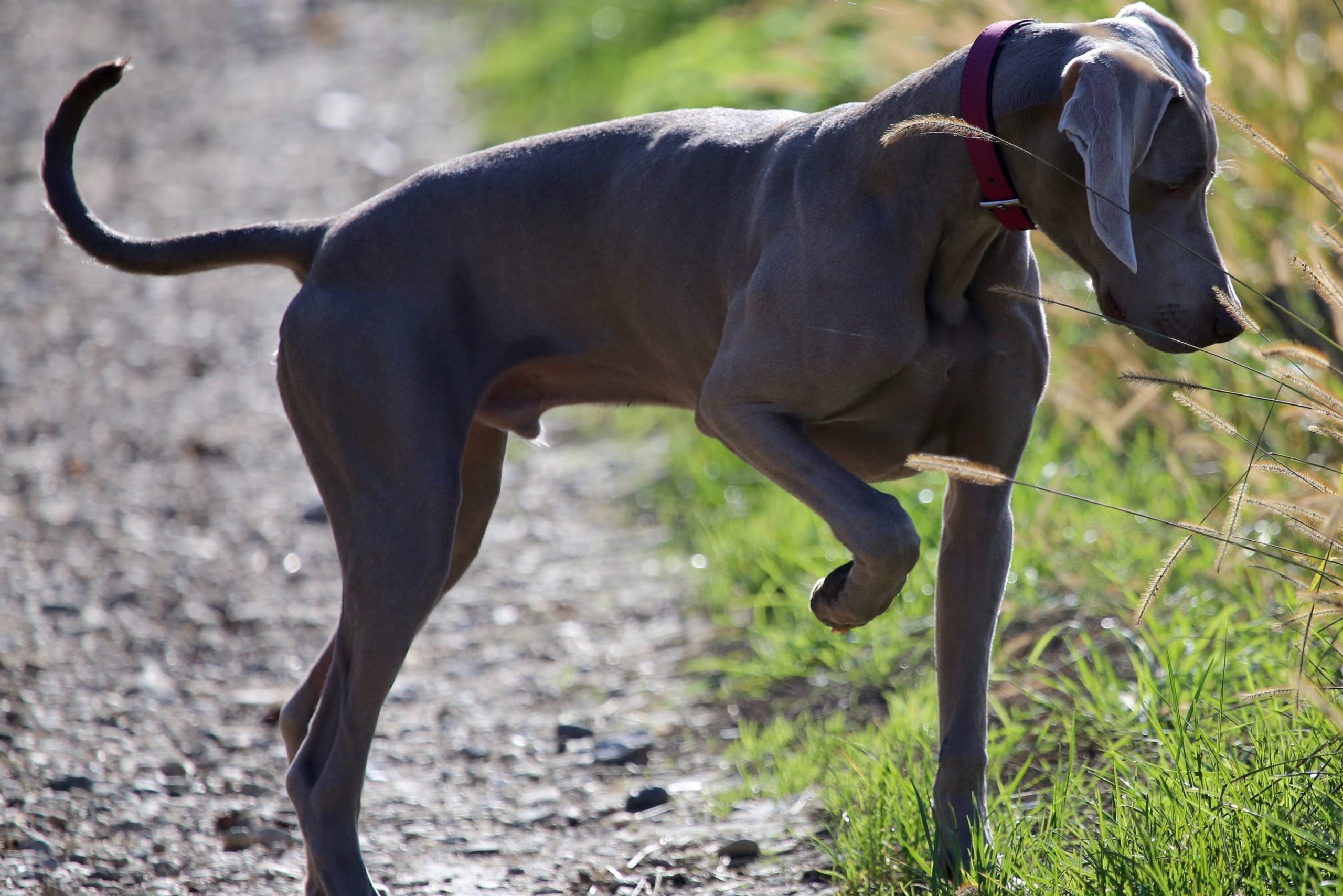 Grey Dog