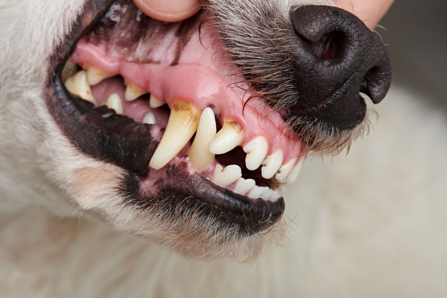 Dog teeth