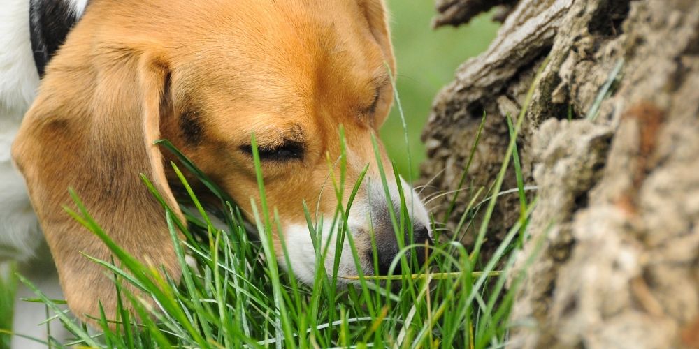 Hund frisst Gras