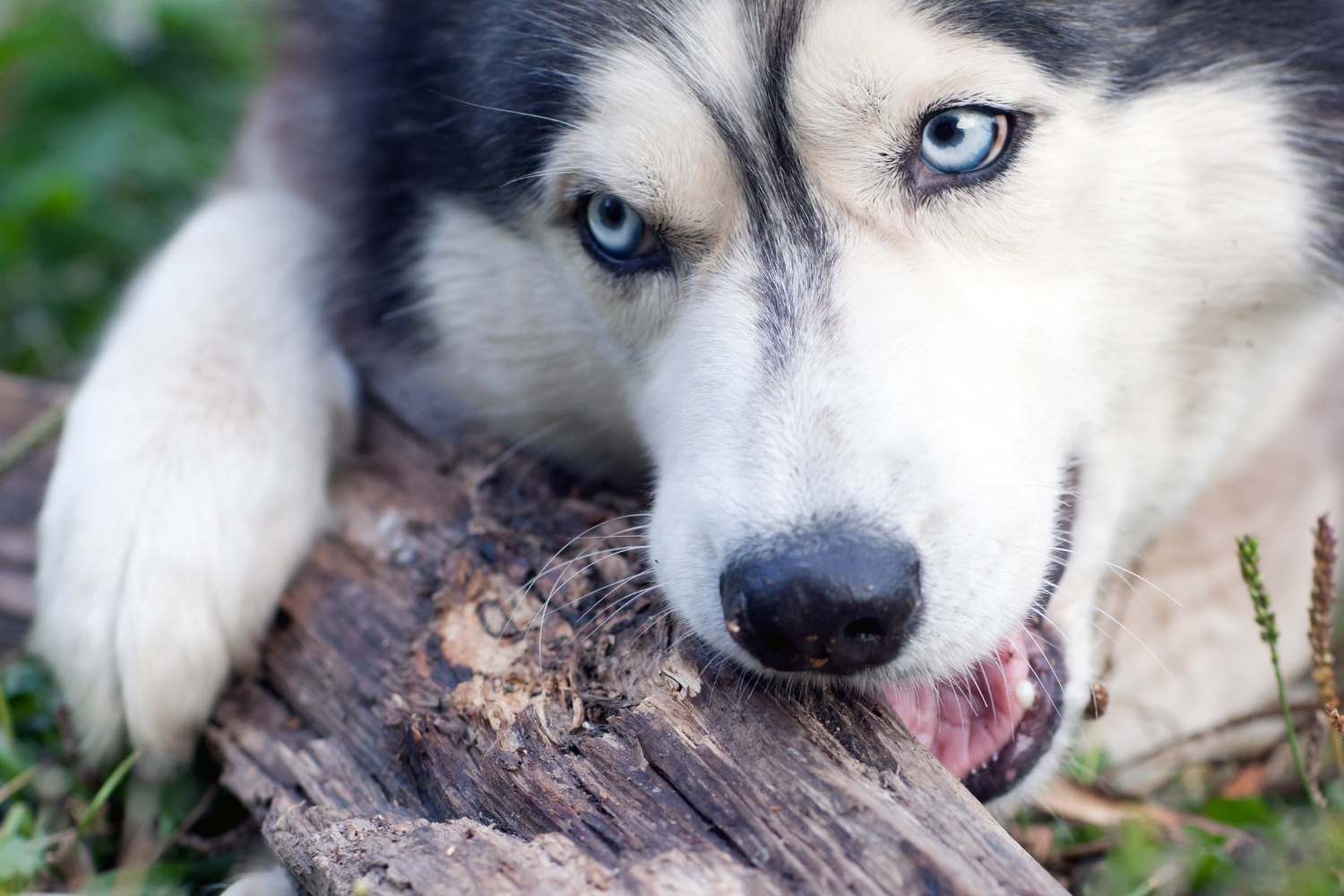 Hund kaut an Holz